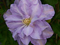 Clematis Louise Rowe IMG_5999 Powojnik